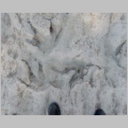 DSCN0223cr Overlapping tracks.jpg